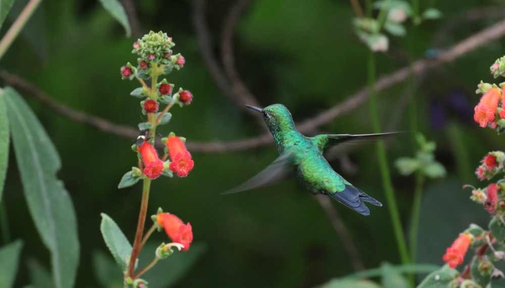 Garden Emerald